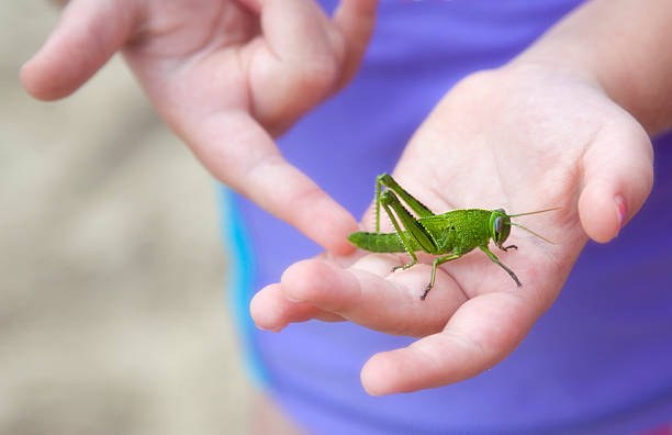 Girl With A Grasshopper Girl With A Grasshopper On Her Hand painted grasshopper stock pictures, royalty-free photos & images