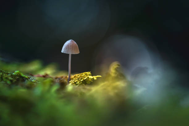 Wild mushroom growing in the lush rainforest on Vancouver Island.