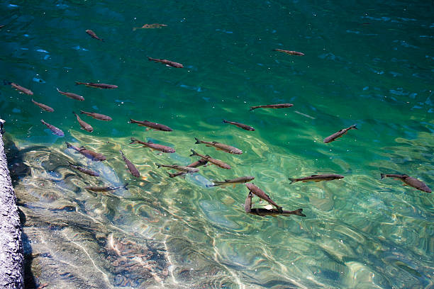 clear fresh sea background. close-up