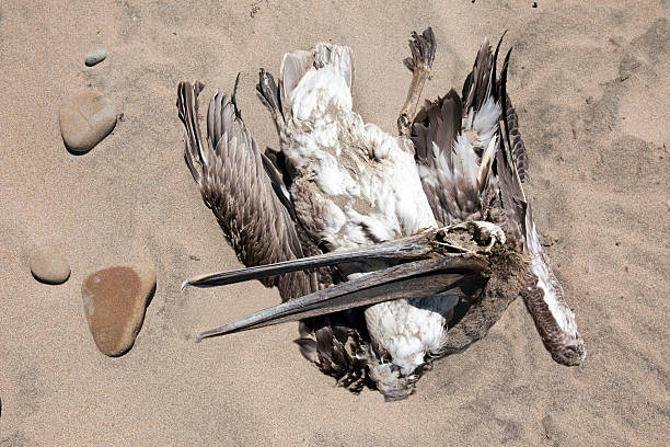 istock Dead Wildlife on the Beach 175528772