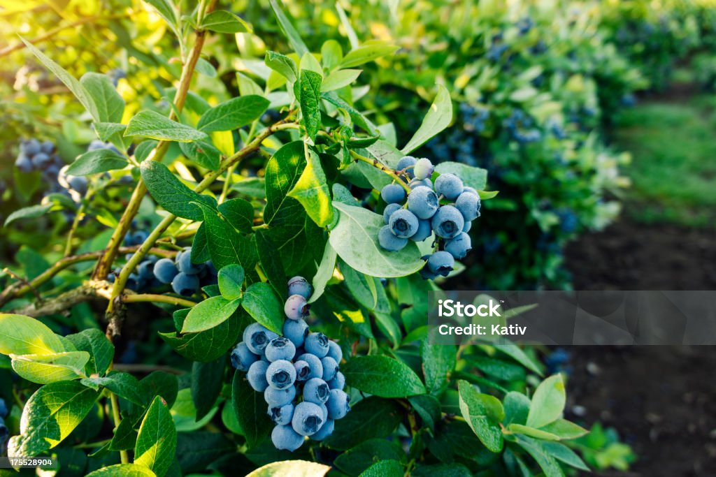Blueberries ready for picking Blueberry Stock Photo