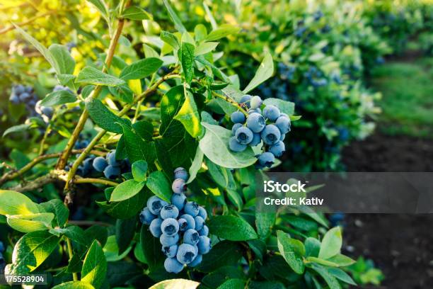 Mirtilos Pronto Para Apanhar Frutos - Fotografias de stock e mais imagens de Vacínio - Vacínio, Arbusto, Árvore