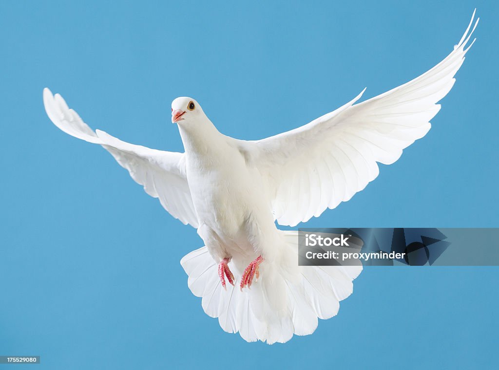 White dove con estirados alas aislado sobre azul - Foto de stock de Paloma - Ave libre de derechos