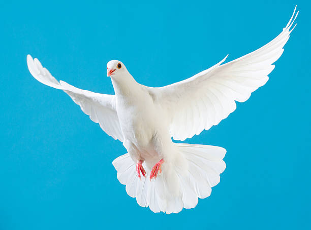 white dove con estirados alas aislado sobre azul - paloma blanca fotografías e imágenes de stock