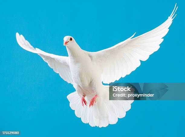 White Dove Con Estirados Alas Aislado Sobre Azul Foto de stock y más banco de imágenes de Paloma - Ave - Paloma - Ave, Paloma torcaz - Ave, Blanco - Color