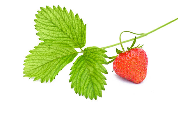 morango - strawberry plant imagens e fotografias de stock