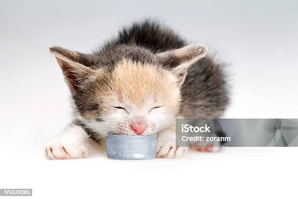 Foto de Salto Kitten Beber Leite e mais fotos de stock de Filhote de Gato - Filhote de Gato, Tampinha de Garrafa, Alimentar