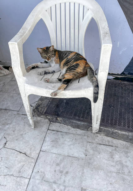 istock Street cats of Turkey 1755293793