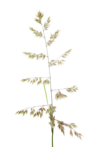 grass (wild oat / Avena fatua) isolated on white grass (wild oat / Avena fatua) isolated on white avena fatua stock pictures, royalty-free photos & images