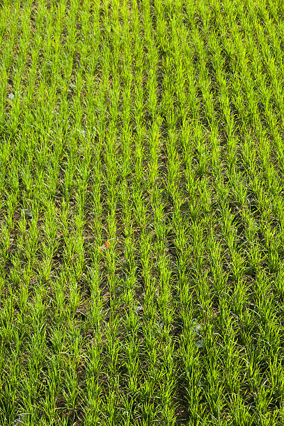 Field of beans and peas with four burmese gardeners