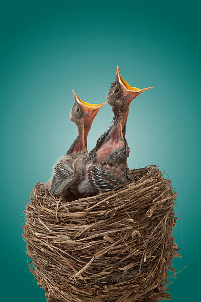Baby birds hungry for dinner "A birdaas nest with two American Robin chicks, begging for food,  isolated on a green vignette background" Baby Bird open mouth stock pictures, royalty-free photos & images