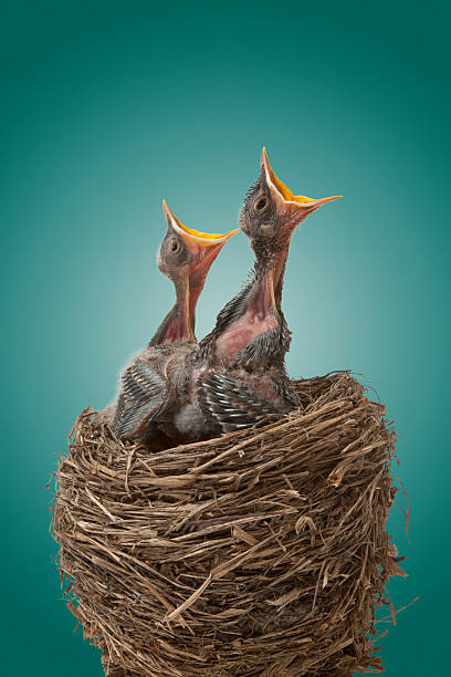 Baby birds hungry for dinner "A birdaas nest with two American Robin chicks, begging for food, isolated on a green vignette background" Baby Bird open mouth stock pictures, royalty-free photos & images