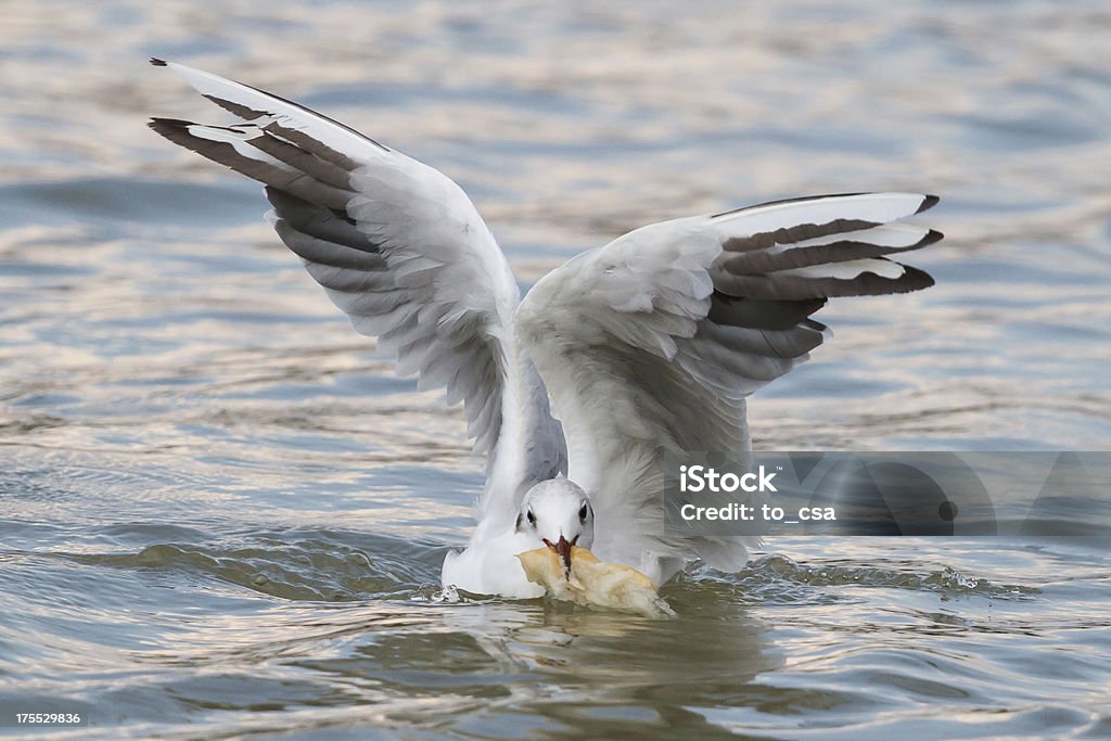 Seabird sobre el agua - Foto de stock de Agua libre de derechos