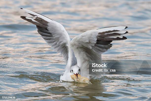 Seabird Sobre El Agua Foto de stock y más banco de imágenes de Agua - Agua, Aire libre, Ala de animal