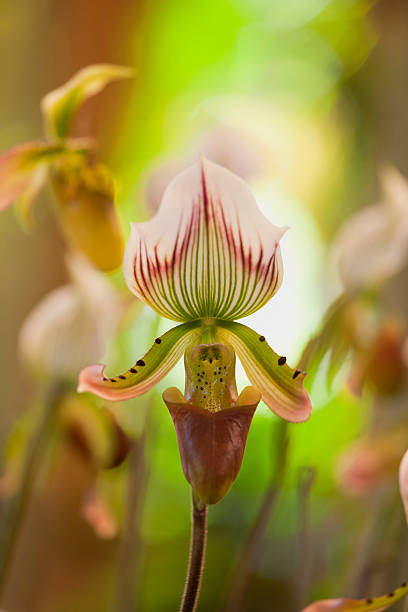 istock Lady's slipper orchid. 175529886