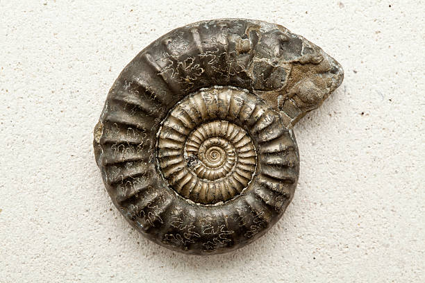 istock Ammonite fossil on a Portland Stone background 175530095