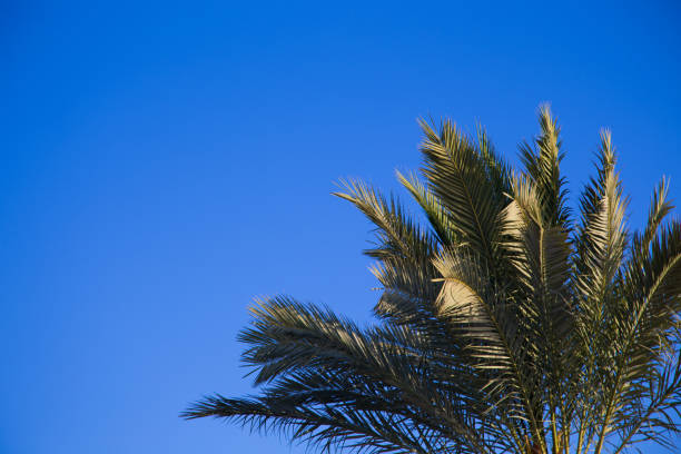istock Palm tree in the background of a clear blue sky. Background for inserting an image or text on a theme - tourism, travel and leisure. Natural background 1755301824