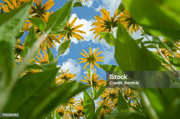 Blackeyed Susan Blumen Stockfoto und mehr Bilder von Auge - Auge, Baumblüte, Blatt - Pflanzenbestandteile