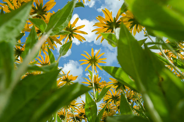 istock Black eyed Susan flowers 175530352