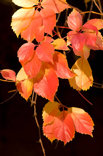 Colorful autumn foliage before a dark background