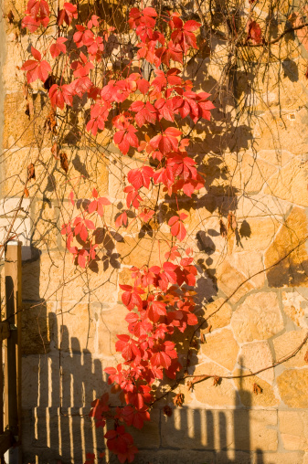Autumn foliage before a wall