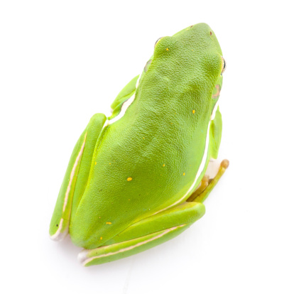 Close up of the top of a Green Tree Frog (Hyla cinerea). Shallow DOF. Focus on the eyes.More shots of this little guy: