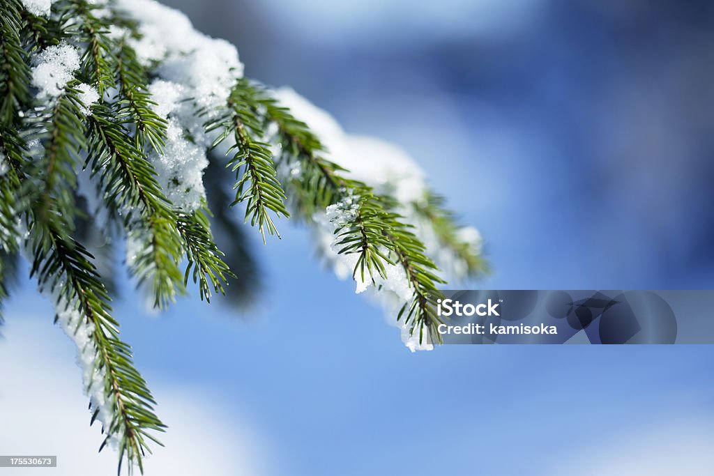 Snow Covered Pine Tree Infront Of Blue Background Branch - Plant Part Stock Photo