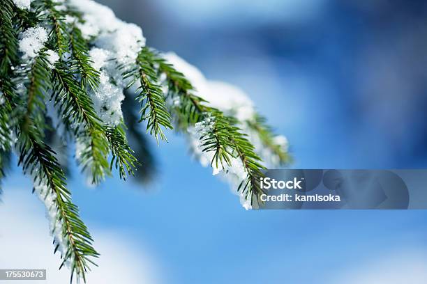 Snow Covered Pine Tree Infront Of Blue Background Stock Photo - Download Image Now - Branch - Plant Part, Christmas, Christmas Tree