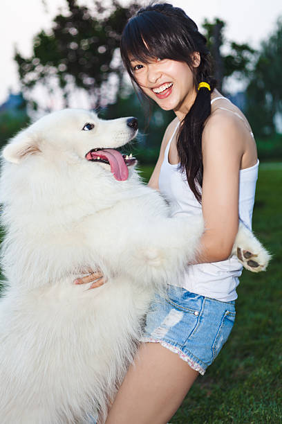east asian girl playing with her samoyed dog on grass