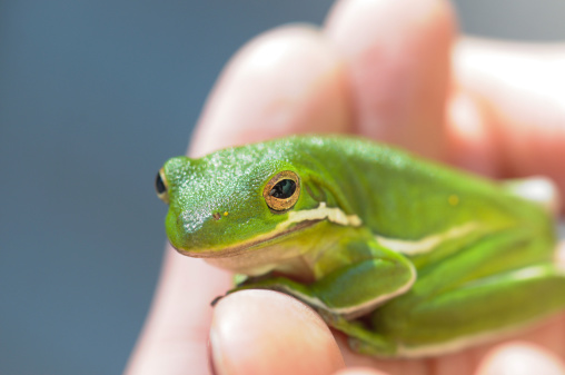 Closeup of a Green Tree Frog held in a hand. Shallow DOF.More shots of this little guy: