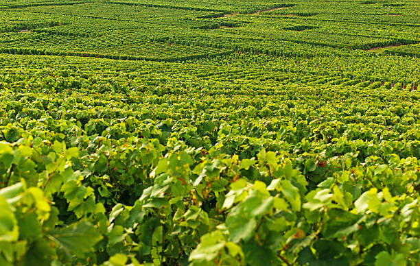 istock Champagne vineyards in Cramant 175530836