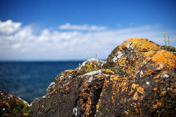 Orange lichen Lake Superior Rocks stock photo