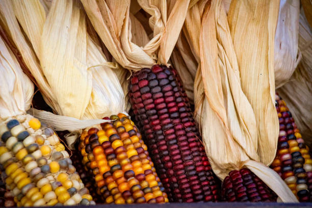 istock Colorful Indian corn on display at a pumpkin patch 1755309309