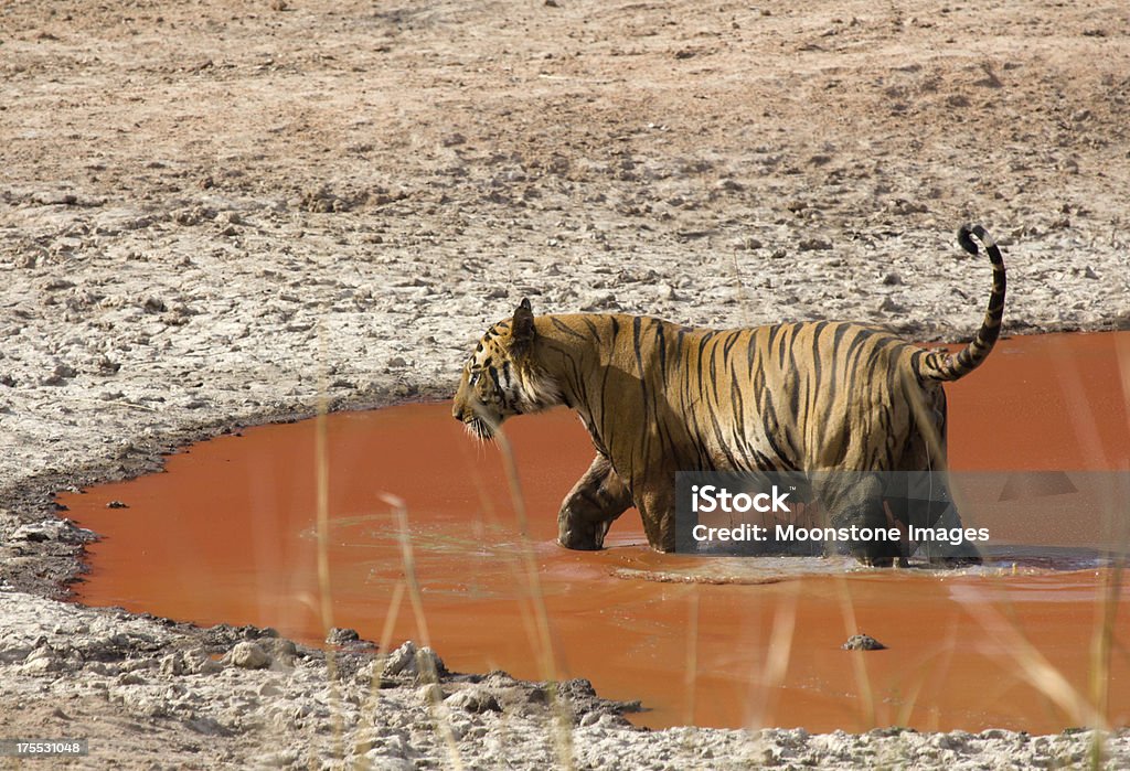 Tygrys bengalski w Bandhavgarh NP, Indie - Zbiór zdjęć royalty-free (Azja)