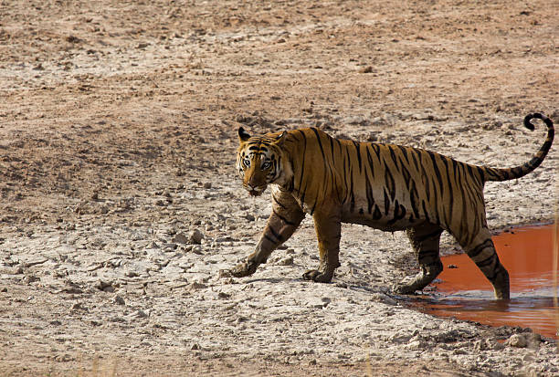 istock Bengal Tiger in Bandhavgarh NP, India 175531066