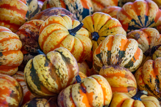 istock A display of variegated  pumpkins at a pumpkin patch 1755310891