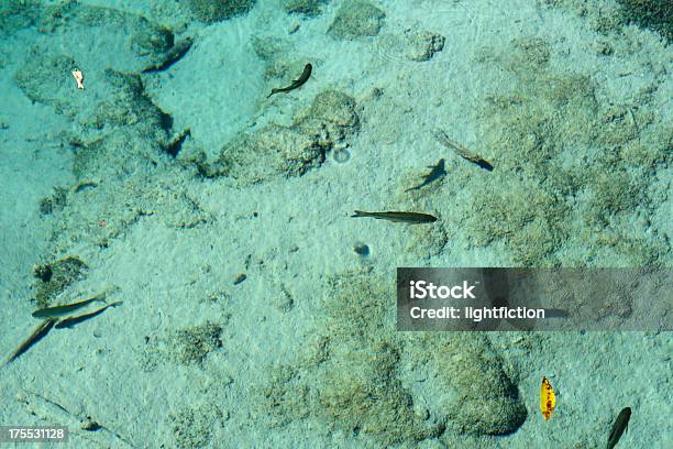 Lago Azul Turquesa Foto de stock y más banco de imágenes de Agua - Agua, Lago Trout, Acuario - Recinto para animales en cautiverio