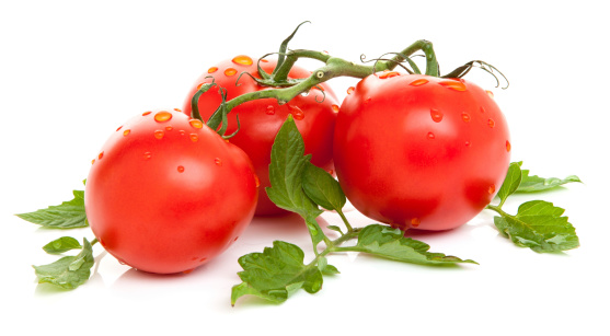 Fresh wet tomatoes on a vine isolated on a white background.
