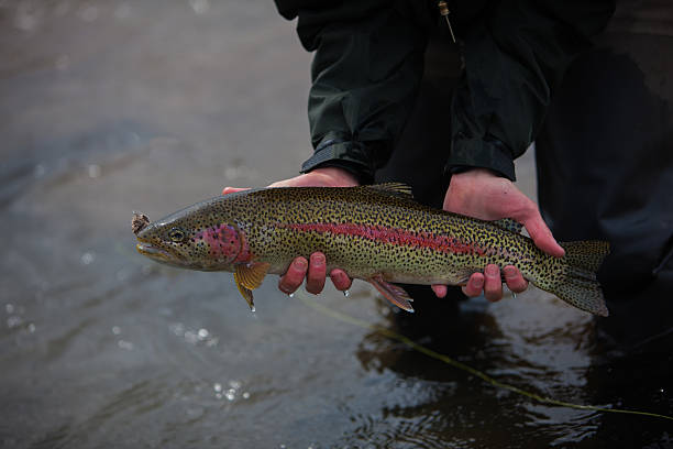 istock Rainbow Trout Caught Fly Fishing in Alaska 175531210