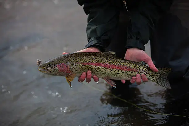 Releasing a Rainbow Trout on Alaska's Kanektok River.