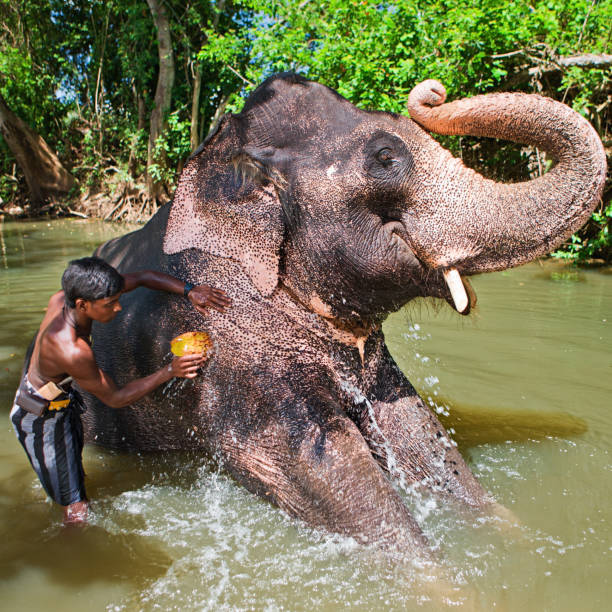 istock Mahout bathing his elephant in the river 175531268
