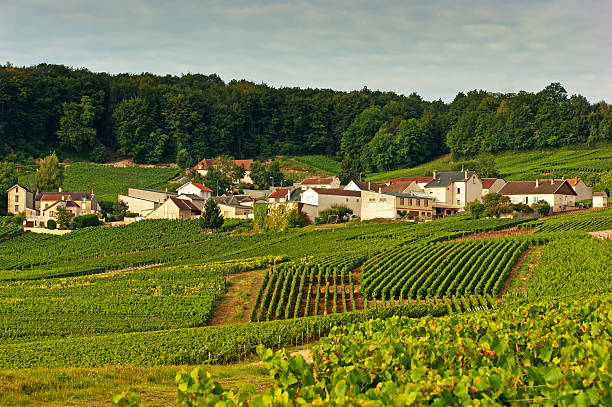 istock Champagne vineyards in Cramant 175531278