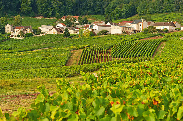 istock Champagne vineyards in Cramant 175531300