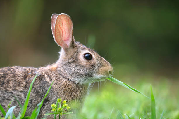 istock Grey small hare eating grass on summer field. Wild rabbit in nature 1755313730