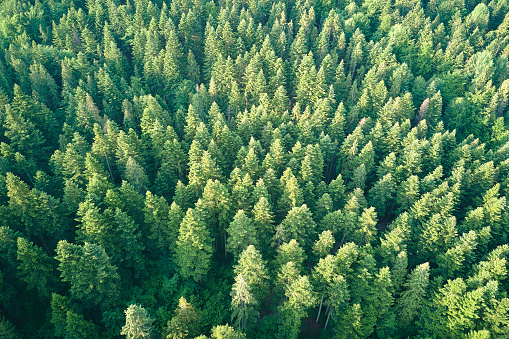 Aerial view of green pine forest with dark spruce trees. Nothern woodland scenery from above.