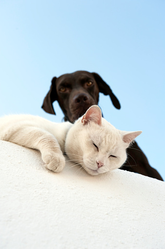 Dog and White Cat on a wall.