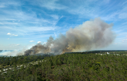 Huge wildfire burning severely in Florida jungle woods. Hot flames in forest. Thick smoke rising up.