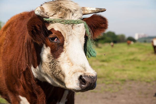 istock Cows on organic farm 175531605
