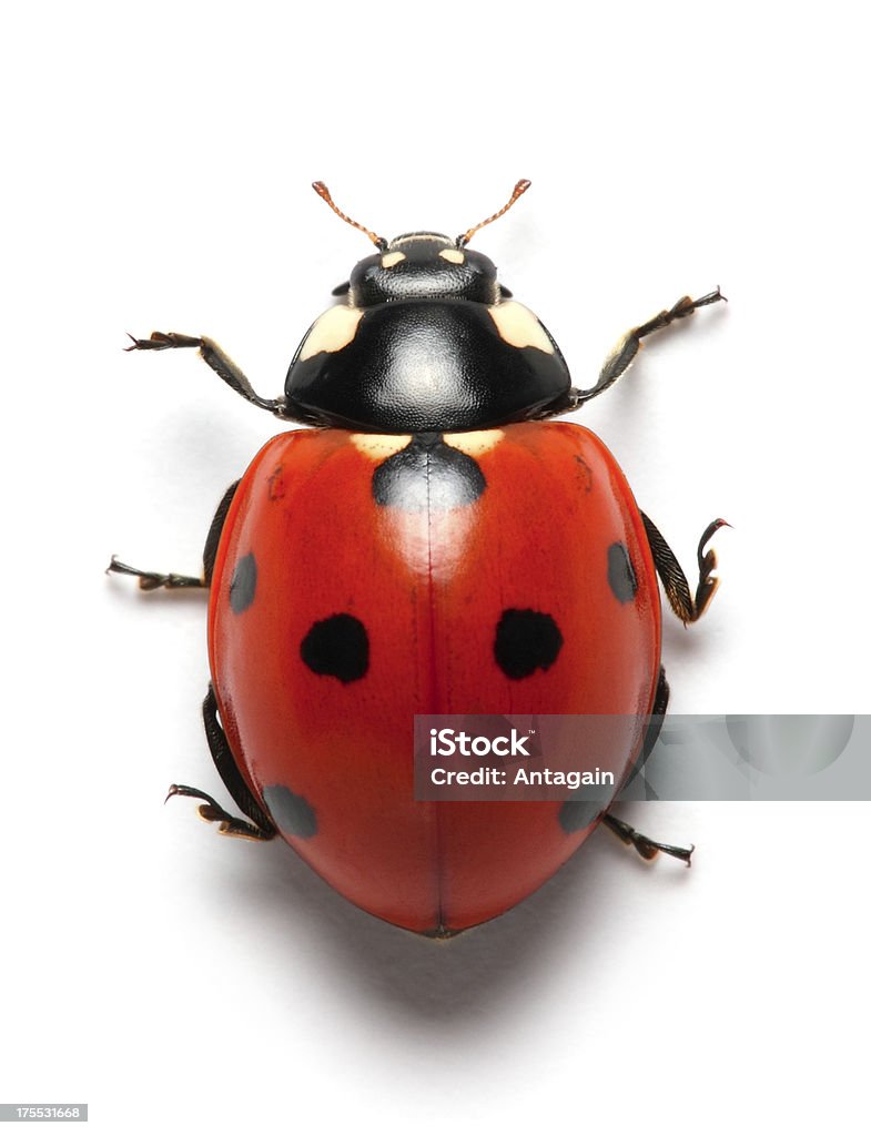 Coccinella - Foto stock royalty-free di Coccinella