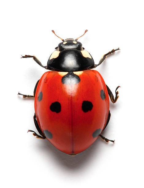 coccinella - ladybug foto e immagini stock